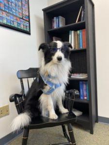 Black and white Border Collie sitting on a chair wearing a pair of glasses